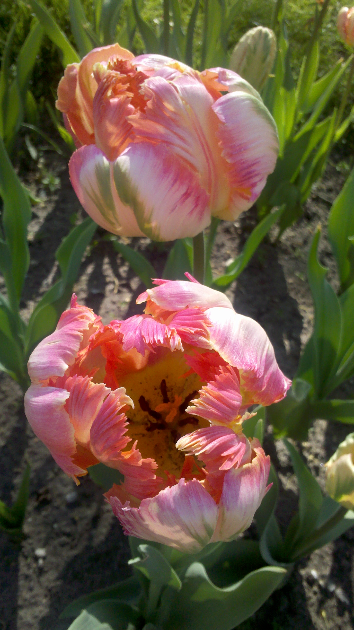 "Easter Tulips".  Tulips in Centennial Park on Easter Sunday Afternoon. 2012, Holland MI.